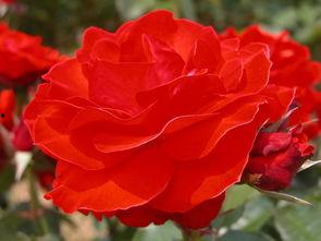 蔷薇成人HD视频,沉浸式视觉盛宴，探索成人世界的秘密花园