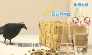 成人捡瓶子教程图解视频,图解视频全解析