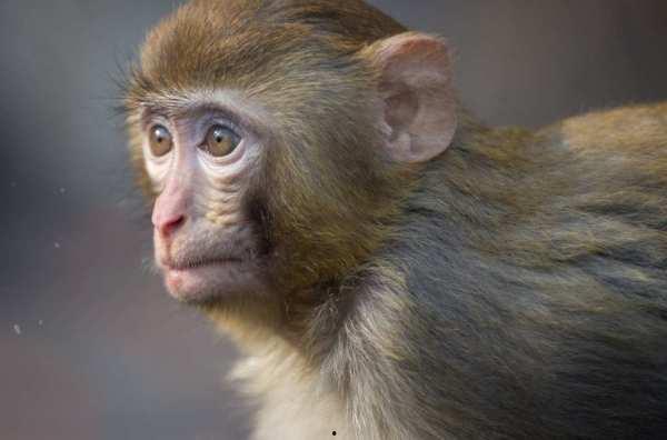 猴子可以养成人吗视频,揭秘能否养成人