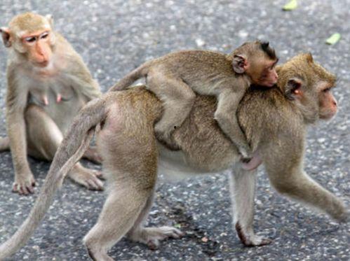 猴子可以养成人吗视频,揭秘能否养成人