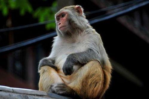 猴子可以养成人吗视频,揭秘能否养成人