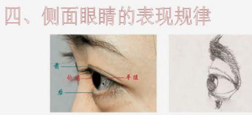 成人眼球结构视频教学,成人眼球结构概述