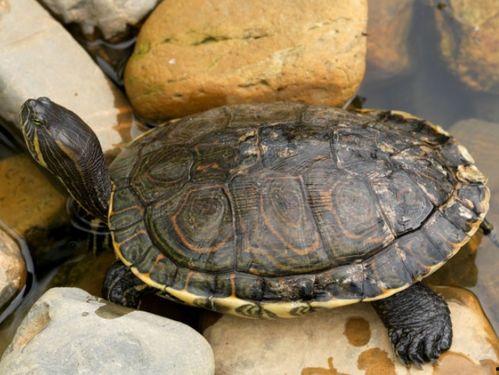 乌龟变成人的搞笑视频,一场爆笑的变身奇遇记