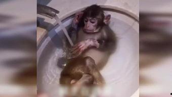 乌龟变成人的搞笑视频,一场爆笑的变身奇遇记