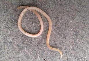 成人如何感染蛔虫呢视频,预防与应对策略