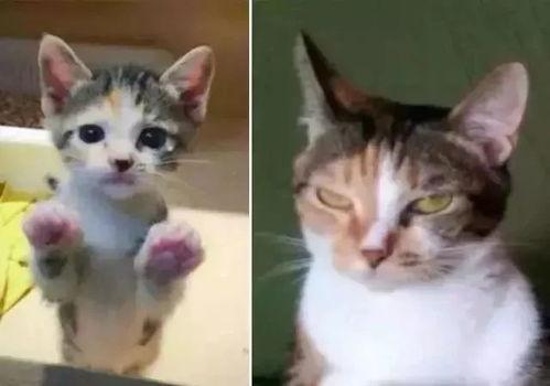嘟嘟猫变成人的样子视频
