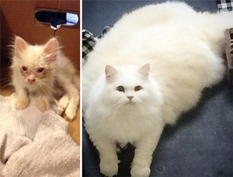 嘟嘟猫变成人的样子视频