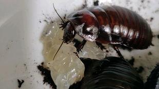 成人蟑螂对战视频大全  第3张