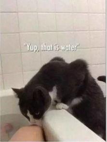 猫变成人看主人泡澡视频 第1张 猫变成人看主人泡澡视频 第1张