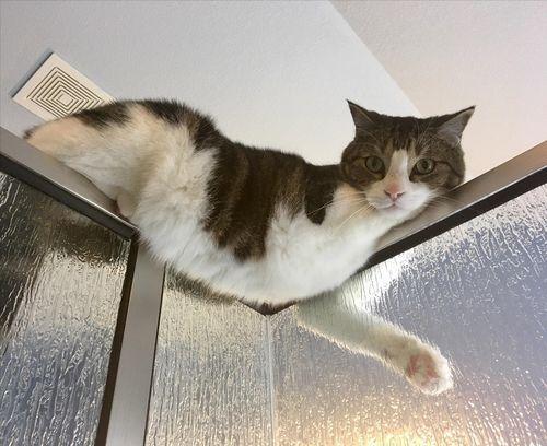 猫变成人看主人泡澡视频 第3张 猫变成人看主人泡澡视频 第3张