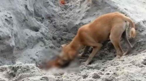 野狗变成人形视频播放,神秘视频揭示异域传说之谜