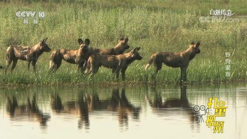 野狗变成人形视频播放,神秘视频揭示异域传说之谜 第2张 野狗变成人形视频播放,神秘视频揭示异域传说之谜 第2张