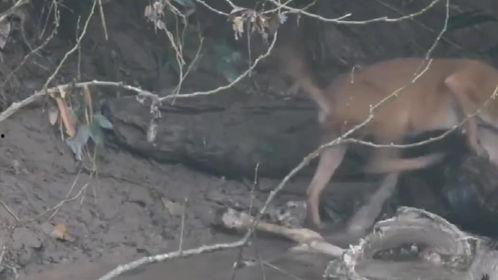 野狗变成人形视频播放,神秘视频揭示异域传说之谜 第3张 野狗变成人形视频播放,神秘视频揭示异域传说之谜 第3张