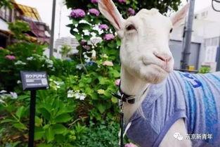 羊扮成人的故事视频,羊变身人间的奇幻冒险  第2张