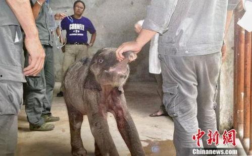 羊扮成人的故事视频,羊变身人间的奇幻冒险  第3张