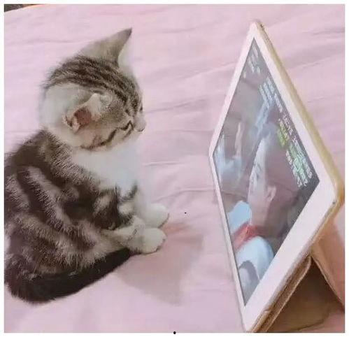 成人网站 视频免费猫咪,免费猫咪视频，成人网站的新宠儿  第2张