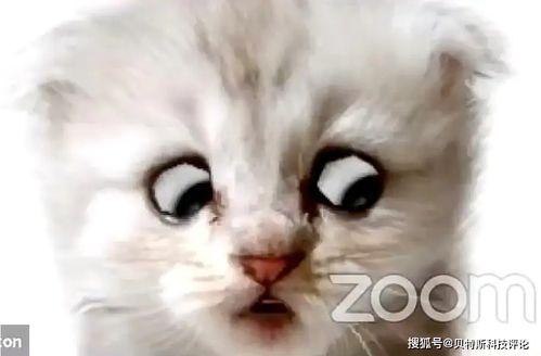 成人网站 视频免费猫咪,免费猫咪视频，成人网站的新宠儿  第3张